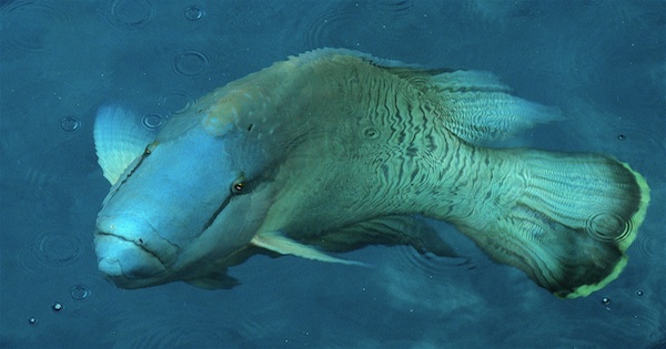 Maori_wrasse