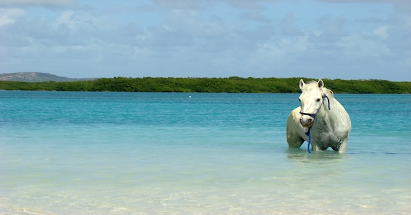Seahorse
