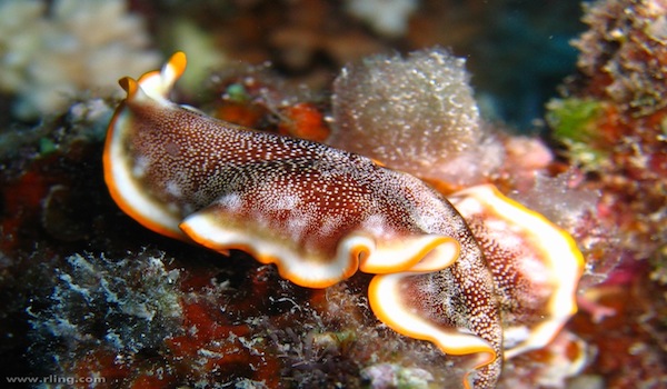 Flatworm_ribbon_reefs