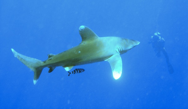 Oceanic_white_tip