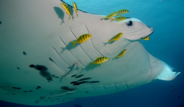 Big Marine Life