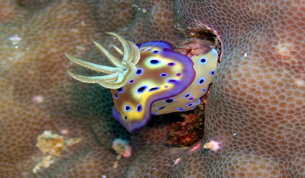 Colorful_nudibranch