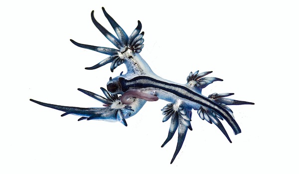 Nudibranch