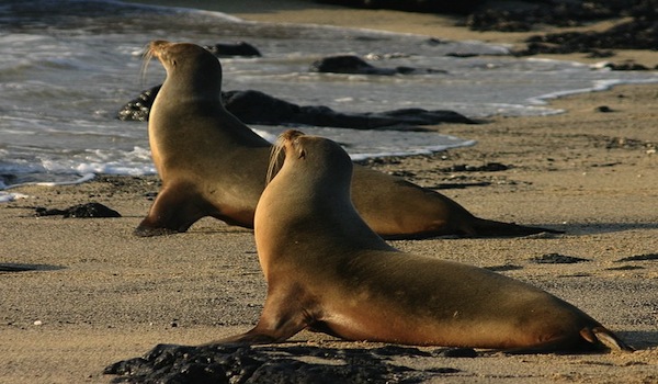A_pair_of_galapagos_sea_lions_on_isabela_island