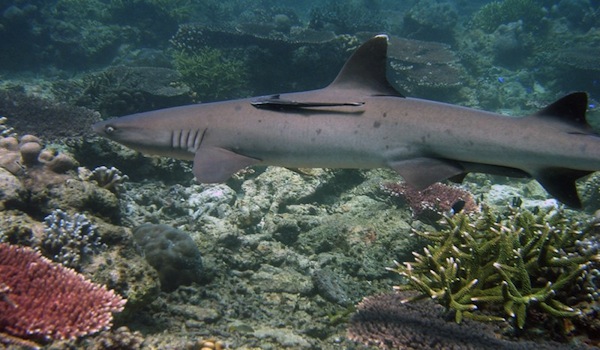 scuba dive Tubbataha national park