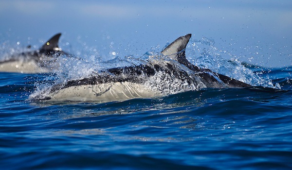 Sardine_run_dolphins