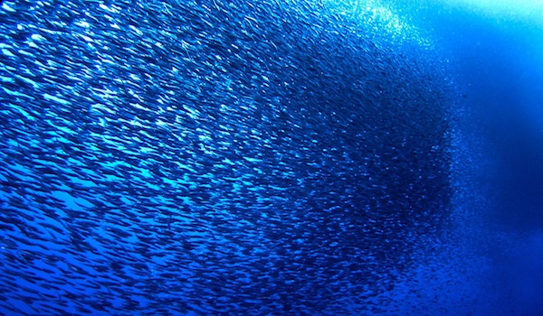 Sardine_run_bait_ball