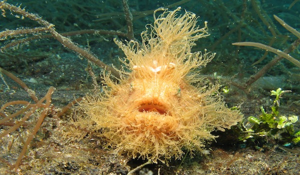 Muck diving frog fish