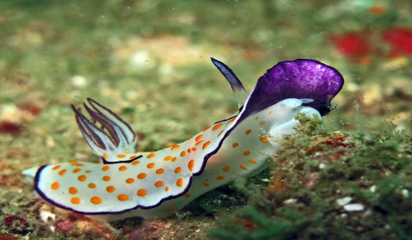 Muck diving Nudibranch