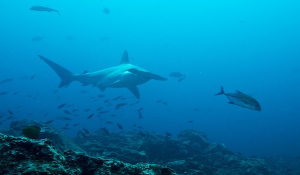 Great_hammerhead