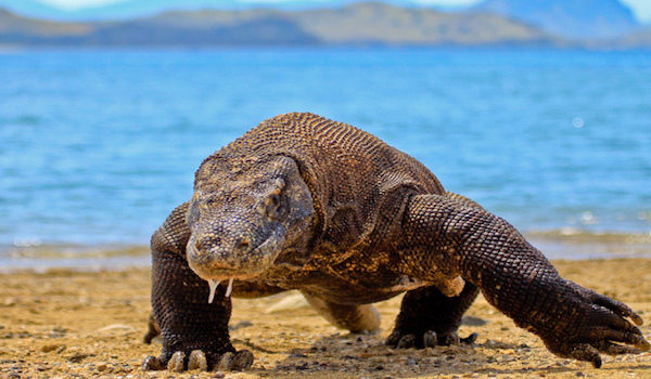 Komodo_dragon