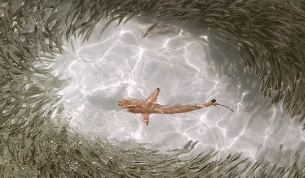 Caribbean Reef Shark