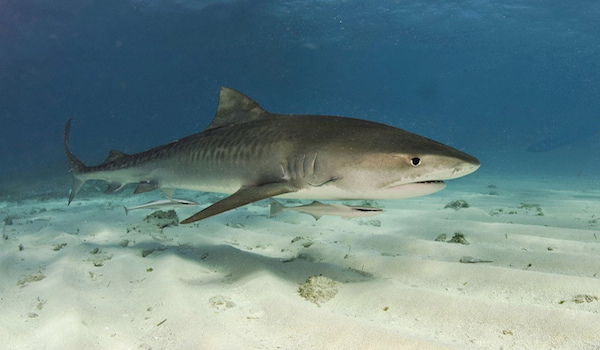 Tigershark_maldives