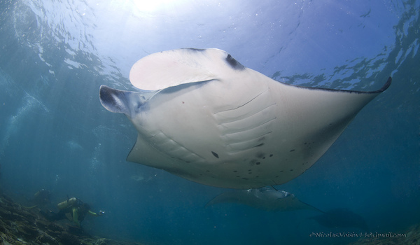 Scuba_dive_manta_ray_maldives