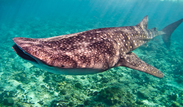 Dive_with_whale_sharks_in_maldives