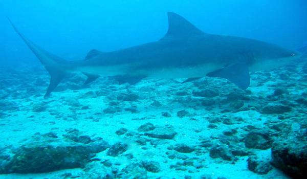 Bat_island__costa_rica_bull_shark