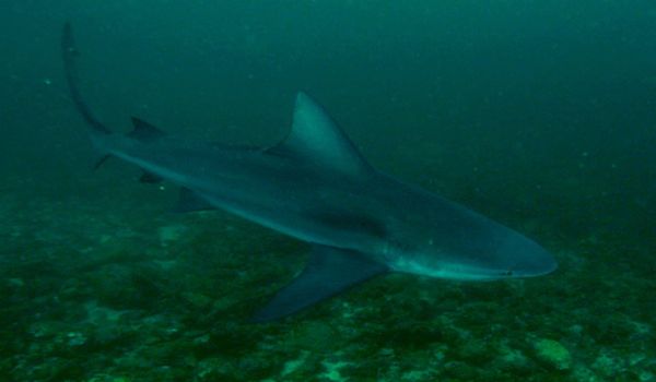 Bull_shark_costa_rica