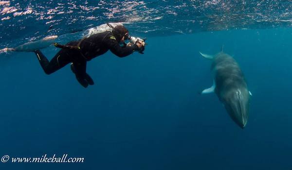 Minki_whale_mike_ball