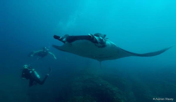 Costa_rica_manta_ray