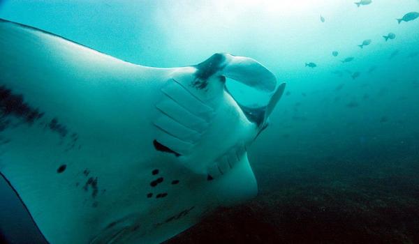 Manta_ray_costa_rica