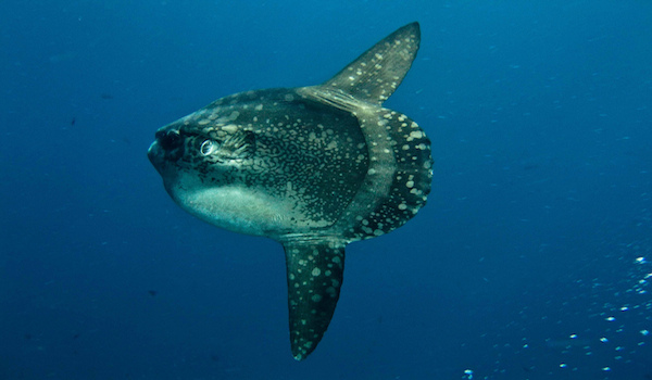 Mola_mola_nusa_penida_bali