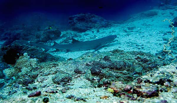 White_tip_reefshark