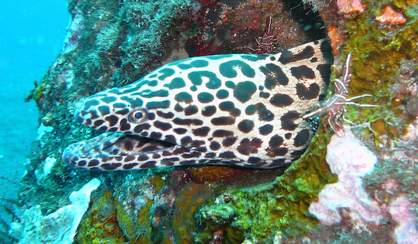 Morray_eel_padang_bai