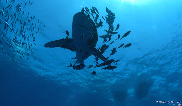 download your scuba dive checklist