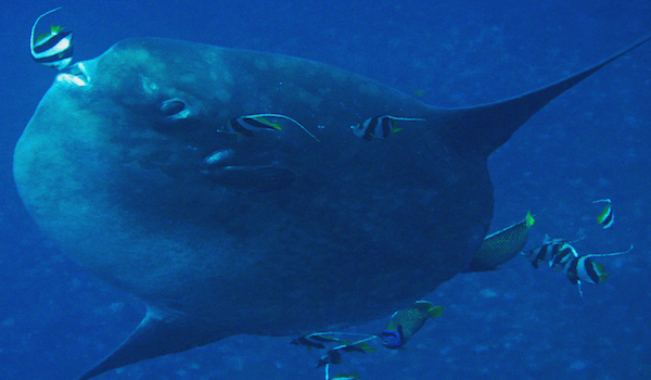 Mola_mola_bali