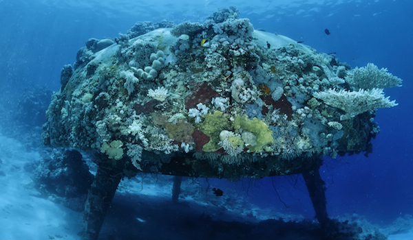 Best_dive_site_in_sudan_precontinent_ii_