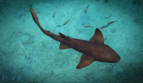 Shark_in_cozumel