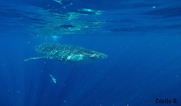 Whale_shark_cozumel