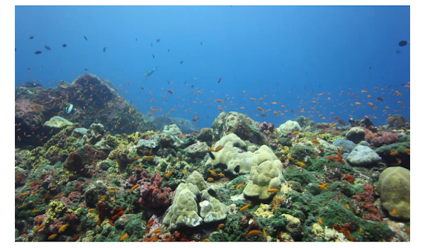 Barren_garden_dive_site_barren_island