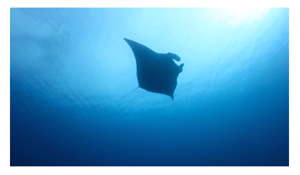 Barren_island_manta_ray