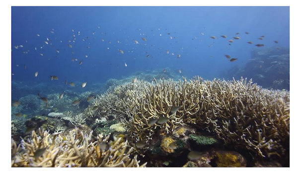 Coral_paradise_barren_island
