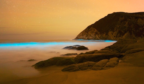 Bioluminescent_algae