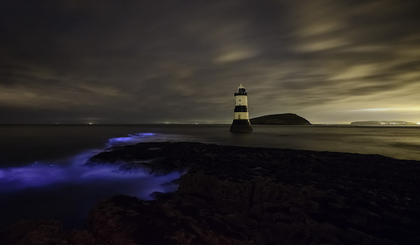 Bioluminescent_Algae_in_Waves