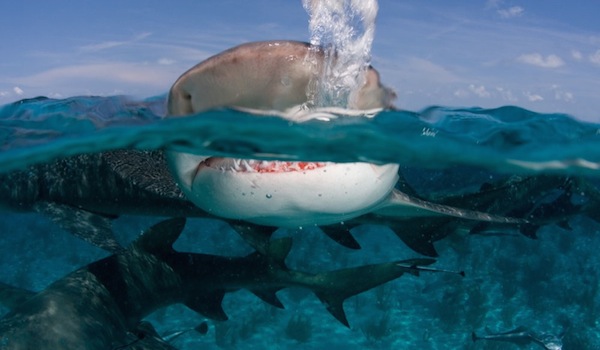 Scuba_diving_with_sharks