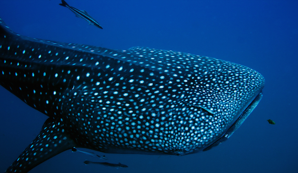 whaleshark in Belize