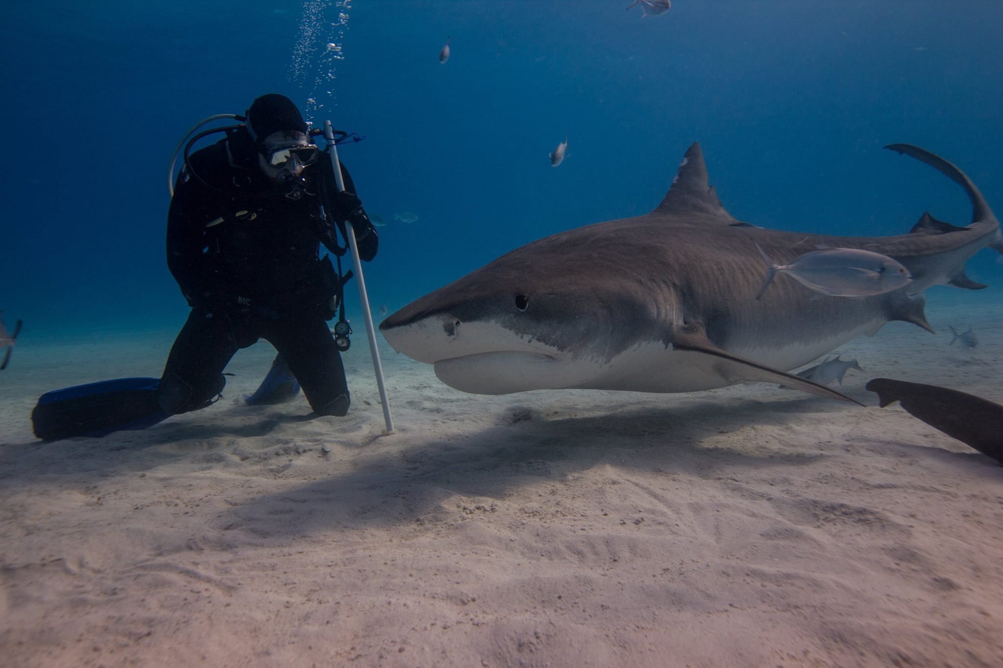 tiger-beach-bahamas