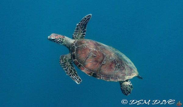 Turtle_gili_islands