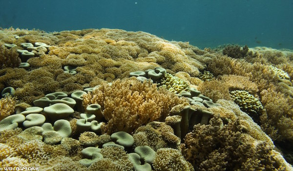 Gilli_trawangan_coral_garden