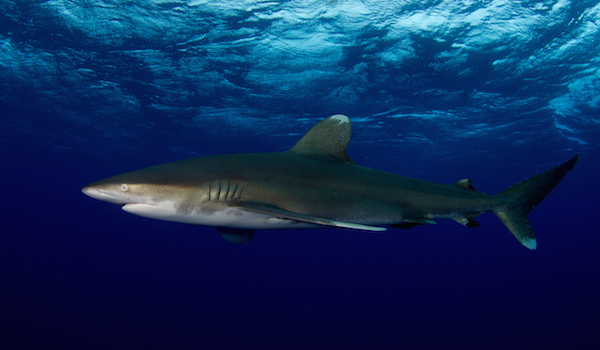 Oceanic_white_tip_shark_bahamas