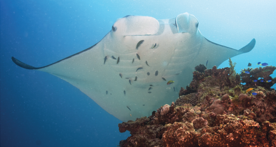 Manta_at_cleaning_station