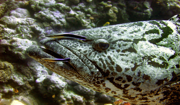 Grouper_at_cleaning_station
