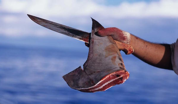 Shark_finning_should_stop
