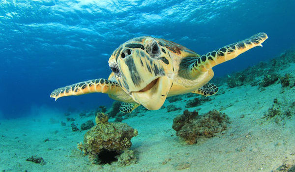 Smiling_sea_turtle