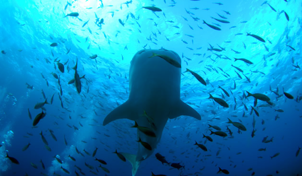 whale_shark