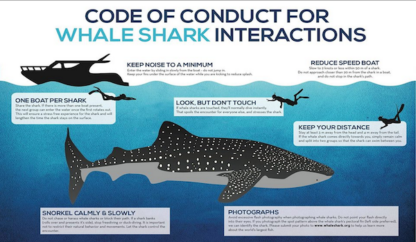 Whaleshark_code_of_conduct