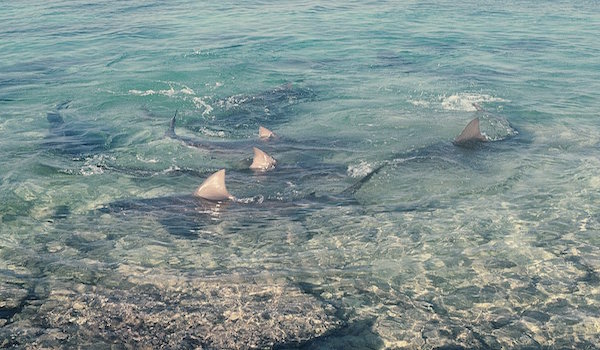 Bull_shark_beach
